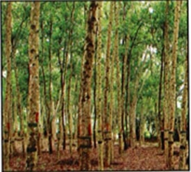 Acacia spp. (Acacia mangium/ Acacia Hybrid)