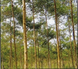 Binuang (Octomeles sumatrana)
