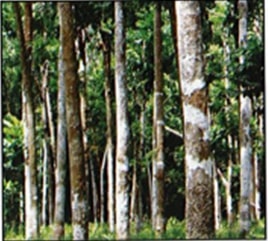 Khaya spp. (ivorensis/ senegalensis)