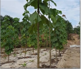 Paulownia spp.