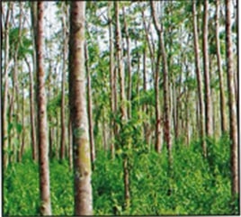 Sentang (Azadirachta excelsa)