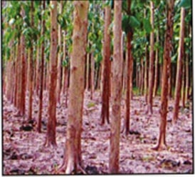 Teak (Tectona grandis)